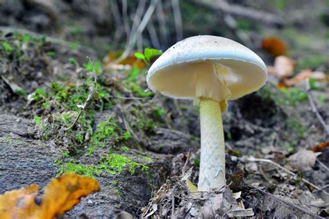 death cap mushroom poisoning
